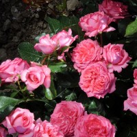 La rose de Molinard ®